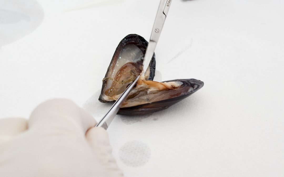 The research themes of Marine Biology in Chioggia