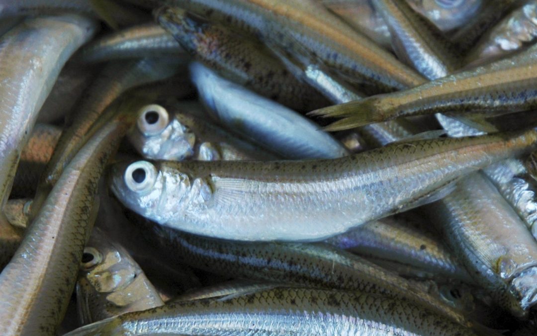 The Fisheries Database of Chioggia