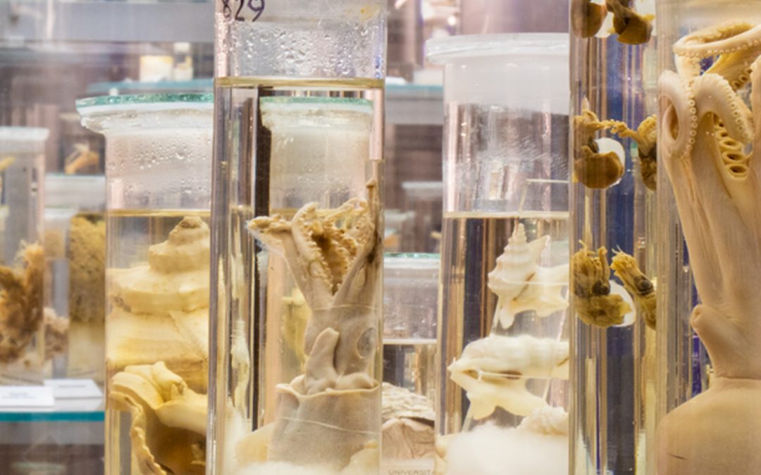 The collection of Trieste and Rovinj