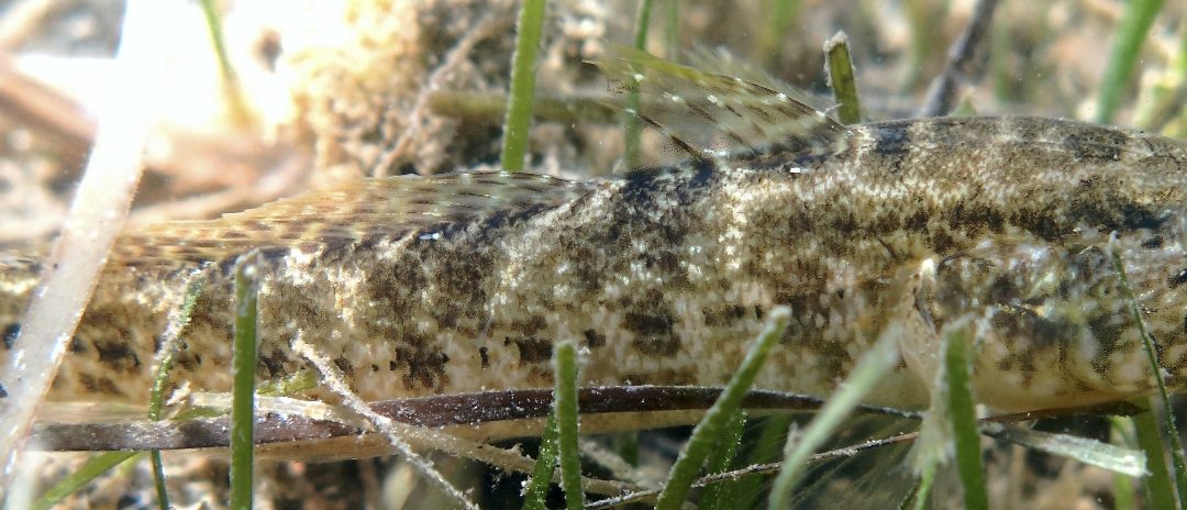 The gò fish