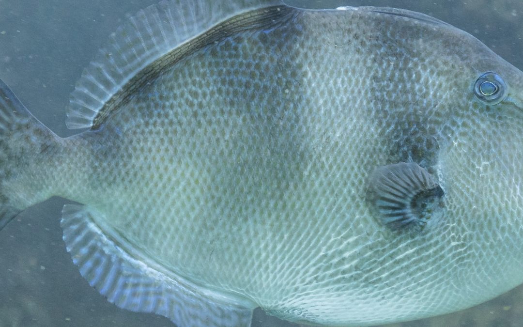 The grey triggerfish