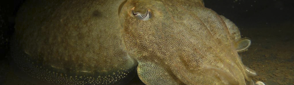The cuttlefish