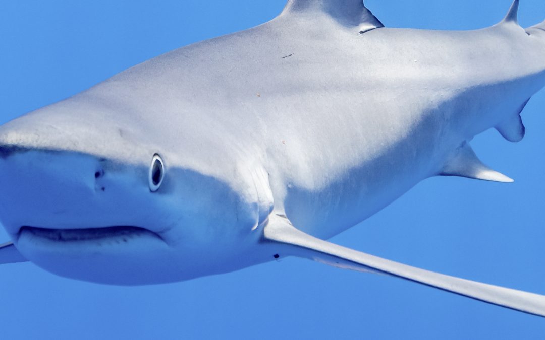 The blue shark