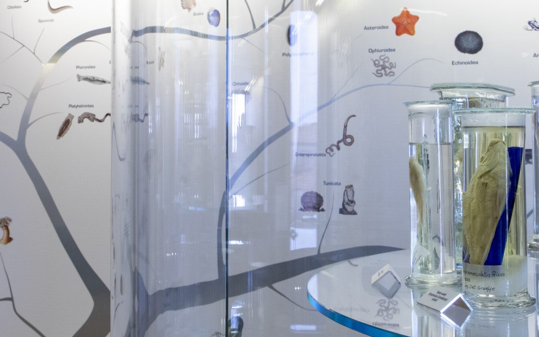 Let’s discover the Museum of Adriatic Zoology Giuseppe Olivi