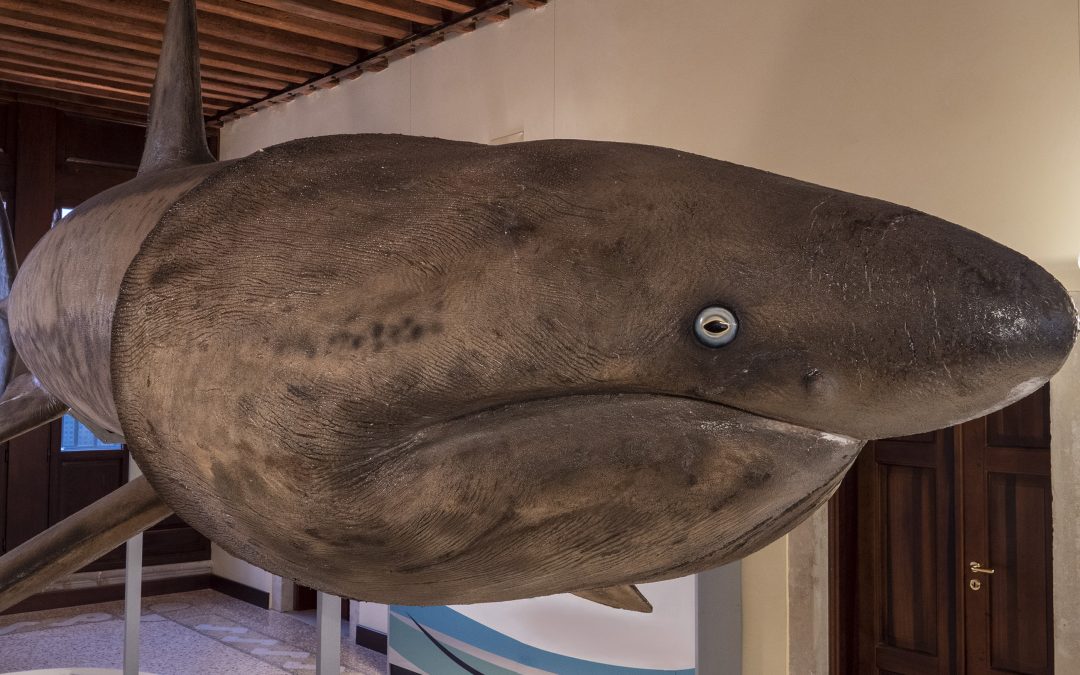 La sala dello squalo